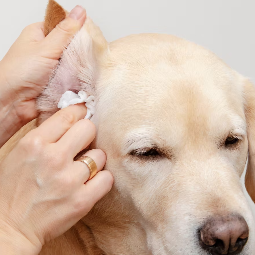BioMist MD Pet Skin Relief & Wellness Spray